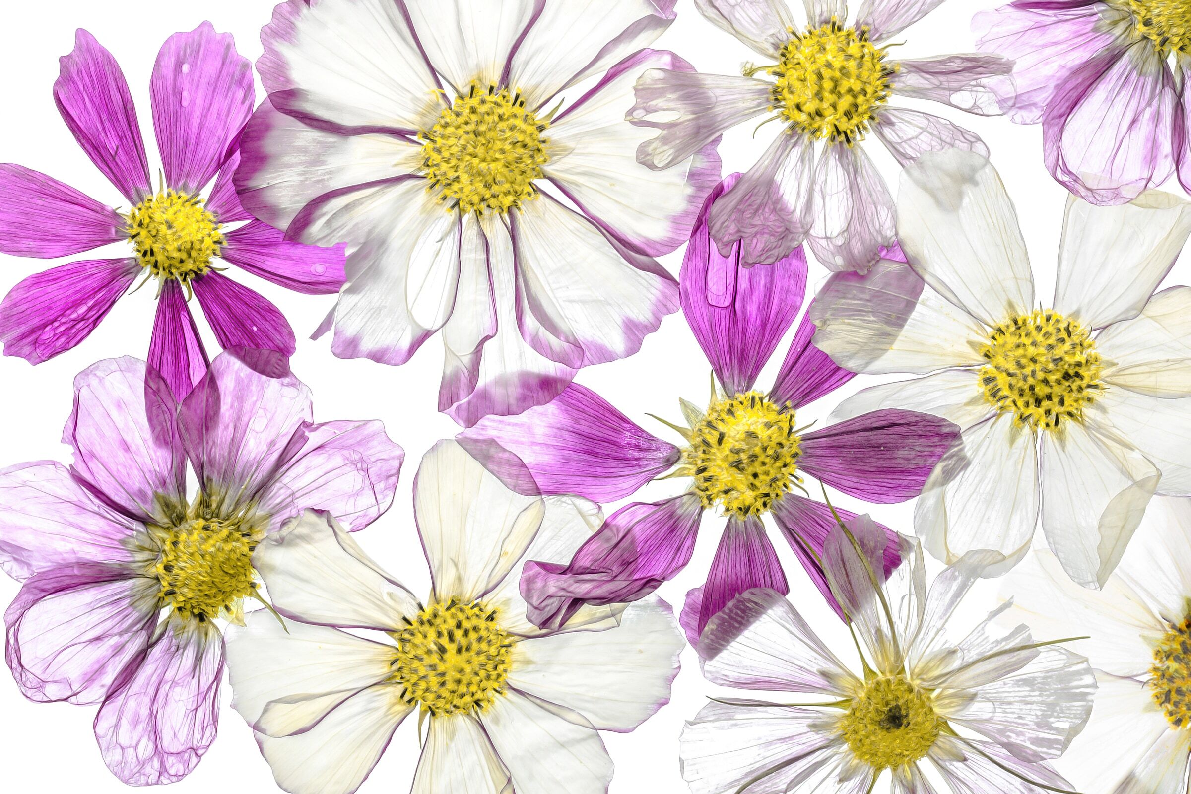 Fototapete PAPERMOON "Photo-Art MANDY DISHER, SOMMER HALTEN", bunt, B:4,5m L:2,8m, Vlies, Tapeten, Fototapete bunt B/L: 4,5m x 2,8m, Bahnen: 9 Stk.