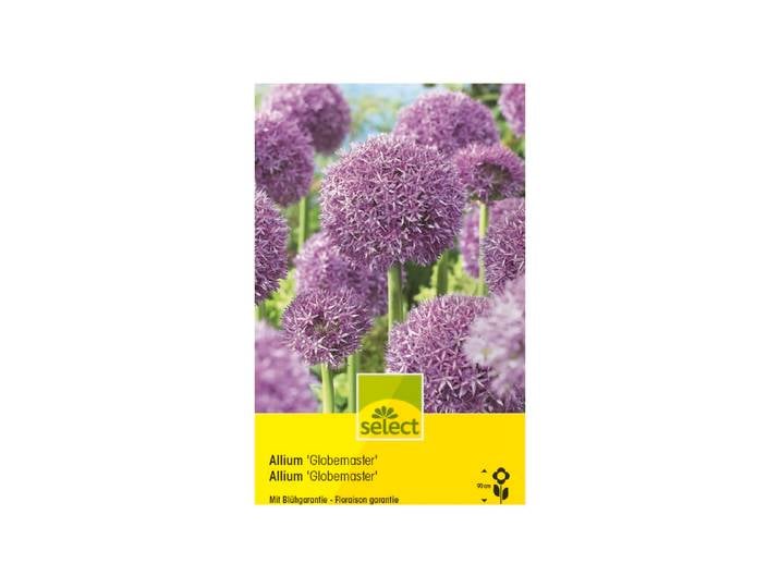 Select Zierlauch Allium-Hybride Globemaster ''