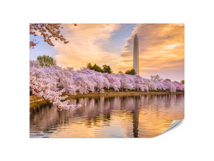 Muralo Fototapete Blühende Kirschbäume Fluss Natur Frühling Sonnenuntergang 350x256, Rosa, Gelb, Orange, Beige, Grün, Blau, Papier, Baum/Pflanze/Natur, Stadtarchitektur, Rechteckig, 350x256 cm, Tapeten & Wandverkleidungen, Fototapeten