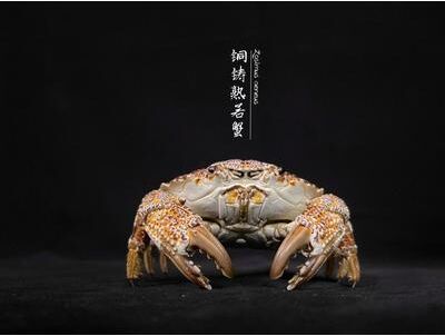 Inspire Essentials Real Crab Specimen Display Collectible Ocean Decor Desk Ornament 6