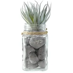Sukkulente im Glasgefäß   , grün , Kunststoff,Glas,Stein , Maße (cm): B: 6 H: 11 T: 6.0