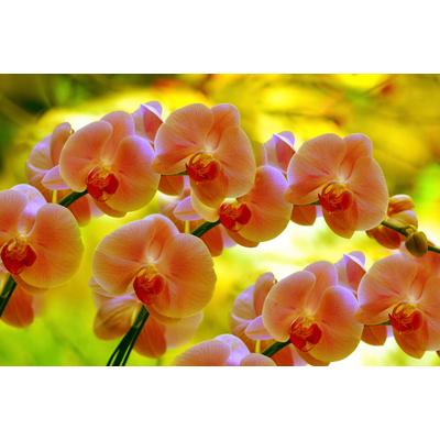 Fototapete PAPERMOON "ORCHIDEEN-BLUME PFLANZE BLÜTE MAKRO NATUR MUSTER DEKOR", bunt, B:3,5m L:2,6m, Vlies, Tapeten