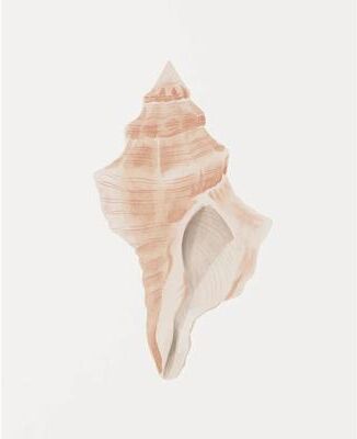 Uplift Treasures Watercolor Sea Shell And Starfish Canvas Wall Art 2 1pc 40x60cm No Frame