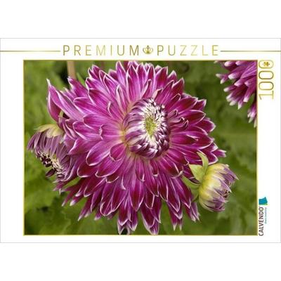 CALVENDO Puzzle Ein Motiv aus dem Kalender Dahlien - elegant und schön | 1000 Teile Lege-Größe 64x48cm Foto-Puzzle für glückliche Stunden