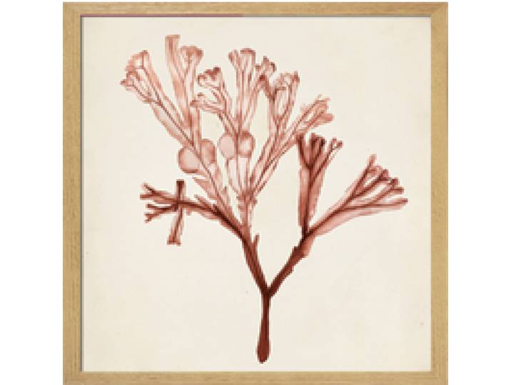 Tableau WAG Under algue C 40 x 40 cm