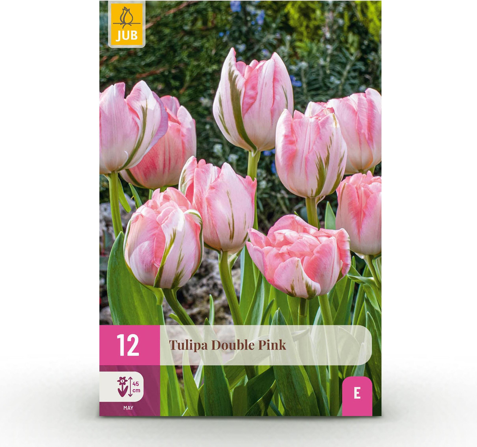 Pflanzenboutique Tulp Double Pink Roze Bloembollen - 12 stuks - Bolmaat 11/12