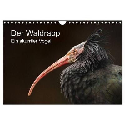 Der Waldrapp - Ein skurriler Vogel (Wandkalender 2027 DIN A4 quer), CALVENDO Monatskalender