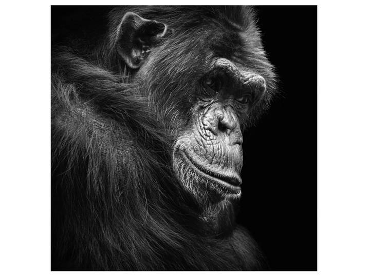 Alubild Schimpanse in Gedanken image LAND