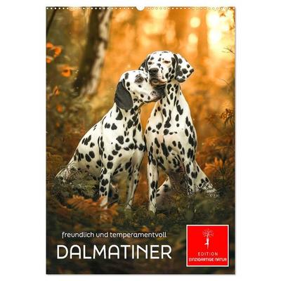 Dalmatiner - freundlich und temperamentvoll (Wandkalender 2027 DIN A2 hoch), CALVENDO Monatskalender