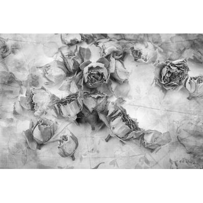 Fototapete PAPERMOON "Rosen Schwarz & Weiß", schwarz (schwarz, weiß), B:3m L:2,23m, Vlies, Tapeten