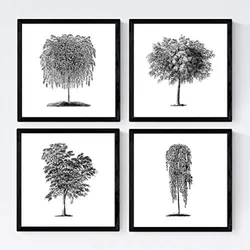 POSTER Set mit 4 Blättern der Bäume unterschiedlicher Blätter weiß 30x30 cm Rahmenlos