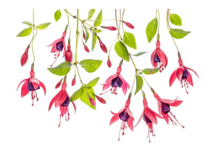 Fototapete PAPERMOON Photo-Art MANDY DISHER, FUCHSIE , bunt, B:5m L:2,8m, Vlies, Tapeten, Fototapete