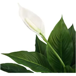 Hjh Office, Kunstpflanzen, Spathiphyllum (80 cm)