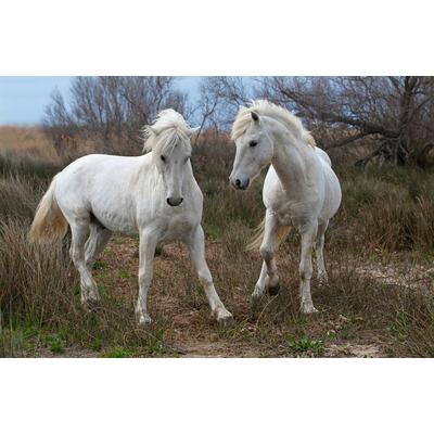 Fototapete PAPERMOON "PFERDE-CAMARGUE GALLOP STRAND MEER TIERE KÜSTE PROVENCE", bunt, B:3,5m L:2,6m, Vlies, Tapeten