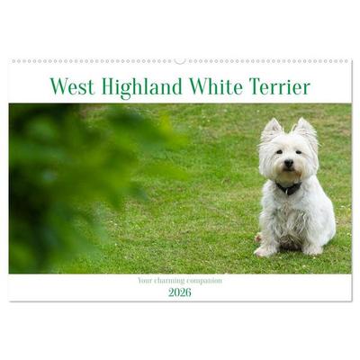 West Highland White Terrier - Your charming companion (Wall Calendar 2026 DIN A2 landscape), CALVENDO 12 Month Wall Calendar