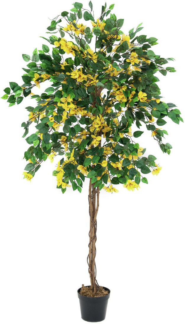 Europalms Bougainvillea, Gelb, 180cm