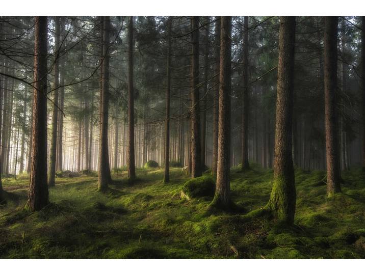 Fototapete PAPERMOON Photo-Art BENNY PETTERSSON, WALD EIN GEFÜHL VON FRÜHLING , bunt, B:5m L:2,8m, Vlies, Tapeten, Fototapete