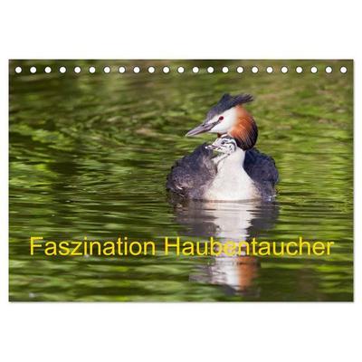Faszination Haubentaucher (Tischkalender 2027 DIN A5 quer), CALVENDO Monatskalender