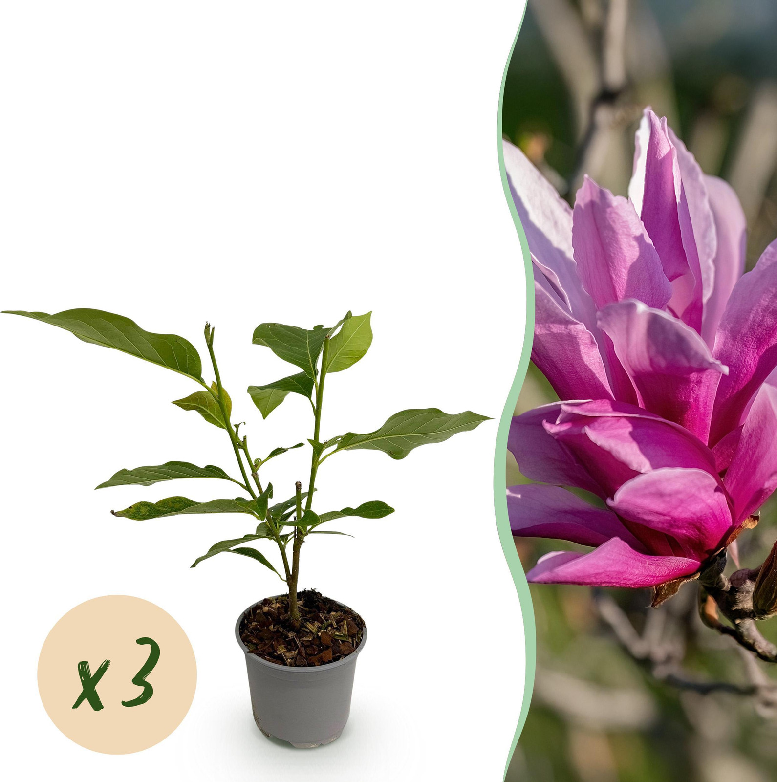 Magnolia liliiflora Nigra - Paarse bloem - 3 planten - Bladverliezend - Tuinplant - Hoogte: 30 cm, Diameter: 12 cm - Pflanzenboutique