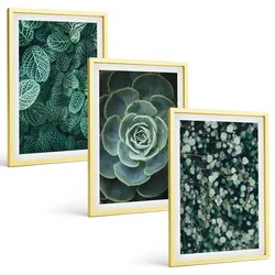 BILDER SET 3er Set - 40x60 cm Goldrahmen - Sukkulenten