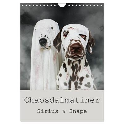 Chaosdalmatiner Sirius und Snape (Wandkalender 2026 DIN A4 hoch), CALVENDO Monatskalender