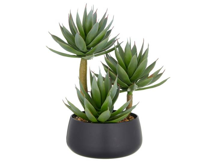 Agave Grün/Hellbraun