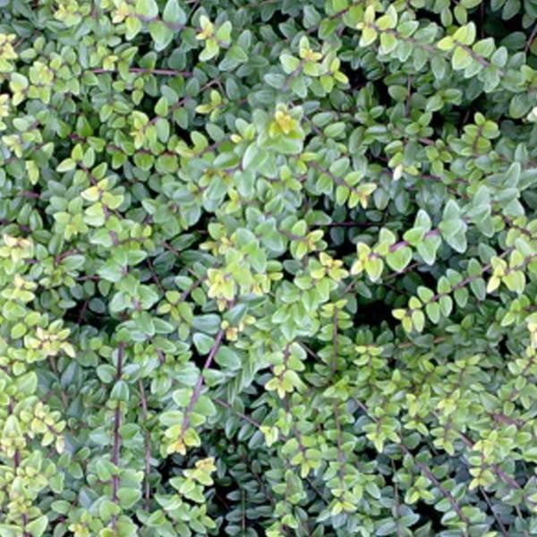 2 x Lonicera nitida Ernest Wilson Haagbeukmirtus in pot, 25-30 cm