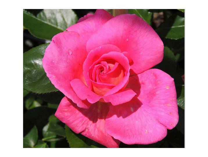 Kletterrose Parfum Royal Climber '®(Rosa 'Parfum Royal Climber '®), TopfgrösseØ25cm'