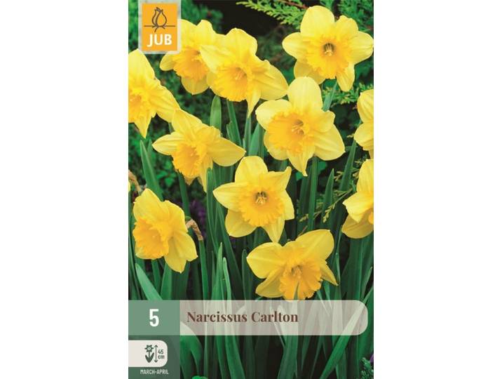 Narcis Carlton 5 bollen