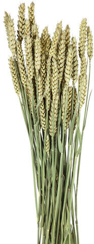 Weizenähren, grün, 100 g
