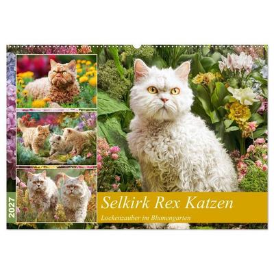 Selkirk Rex Katzen. Lockenzauber im Blumengarten (Wandkalender 2027 DIN A2 quer), CALVENDO Monatskalender