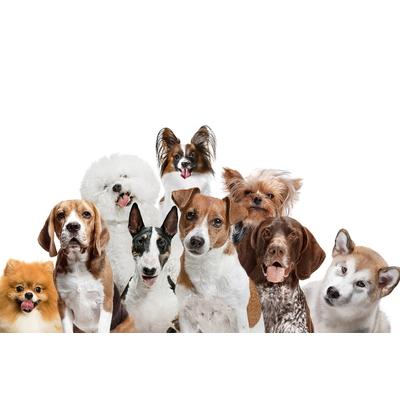 Fototapete PAPERMOON "hunde", bunt, B:2m L:1,49m, Vlies, Tapeten