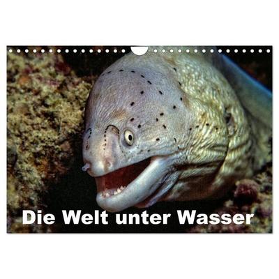 Die Welt unter Wasser (Wandkalender 2027 DIN A4 quer), CALVENDO Monatskalender