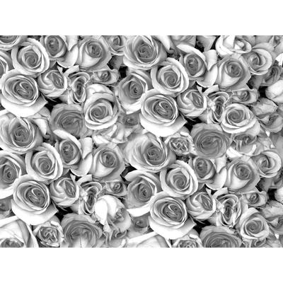 Fototapete PAPERMOON "graue Rosen", bunt, B:2m L:1,49m, Vlies, Tapeten