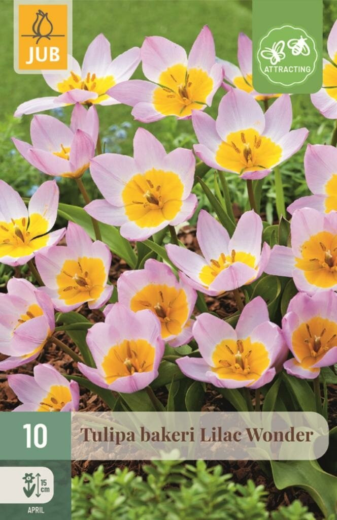 Jub Tulp Bakeri Lilac Wonder 10 bollen