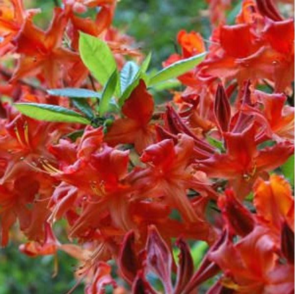 Azalea mollis - Azalea rot - 40-50 cm in pot