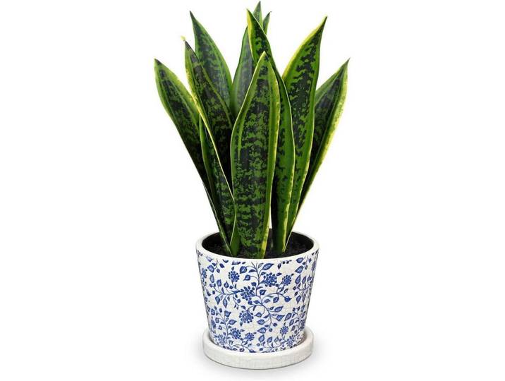 Kunstpflanze Sansevieria mit Keramiktopf Weiß/Blau 40.6 cm, Mehrfarbig, 40 cm, Dekoration, Blumen & Blumentöpfe, Kunstpflanzen