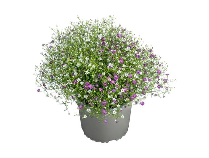 Gypsophila duo Ø 12cm