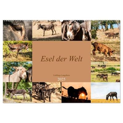 Esel der Welt - Lieblings Langohren (Wandkalender 2025 DIN A2 quer), CALVENDO Monatskalender