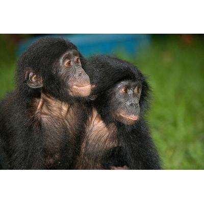 Fototapete PAPERMOON "Baby Bonobos", bunt, B:4m L:2,6m, Vlies, Tapeten