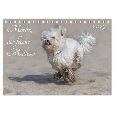 Moritz, der freche Malteser (Tischkalender 2027 DIN A5 quer), CALVENDO Monatskalender