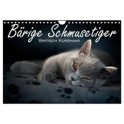 Bärige Schmusetiger - Britisch Kurzhaar / CH-Version (Wandkalender 2027 DIN A4 quer), CALVENDO Monatskalender
