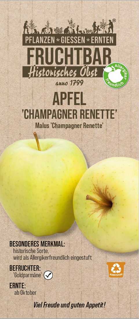 Pflanzen Historische Obstbäume Apfel Champagner Renette H 150 cm 29 cm Topf