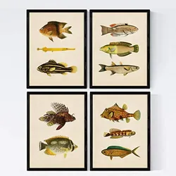 POSTER Set mit 4 Ostsee 11 verschiedenen Fischen A4 Schwarzer Rahmen