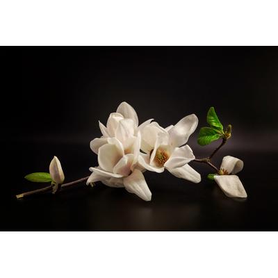Papermoon "Photo-Art TONY08, MAGNOLIE"