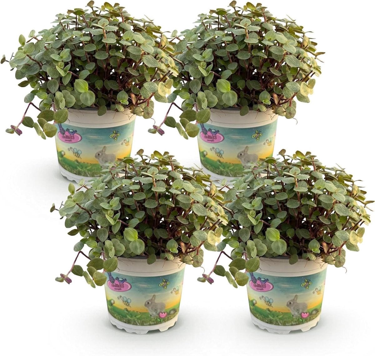 Kamerplant Calissia Kattengras Groen - Pot 12 cm, Hoogte 17-20 cm