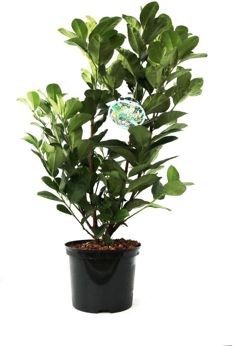 Pflanzen Kirschlorbeer 'Etna' 5 l Container, 45 - 50 cm