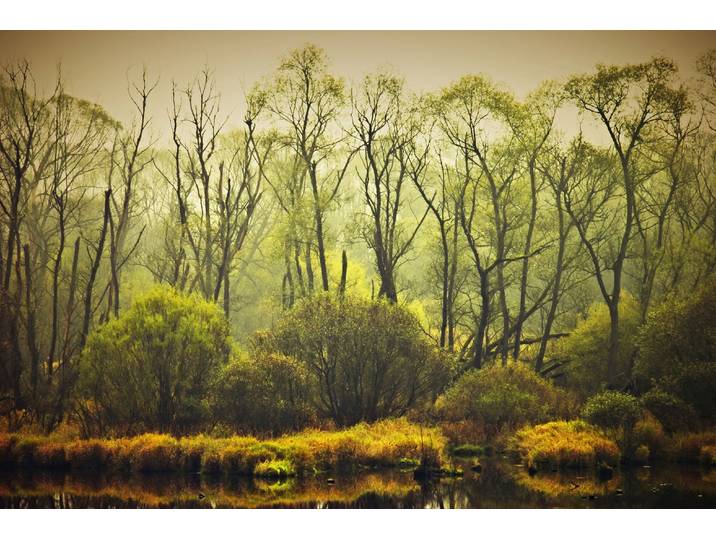 Fototapete PAPERMOON BÄUME-NATUR LANDSCHAFT HERBST WALD DSCHUNGEL SEE WÄLDER , bunt, B:2,5m L:1,86m, Vlies, Tapeten, Fototapete