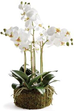 Porch & Petal Phalaenopsis Orchid Bowl Drop-In