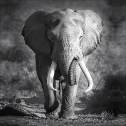 Keilrahmenbild ELEPHANT HEAD (BHT 27x27x2 cm) - bunt - BHT 27x27x2 cm